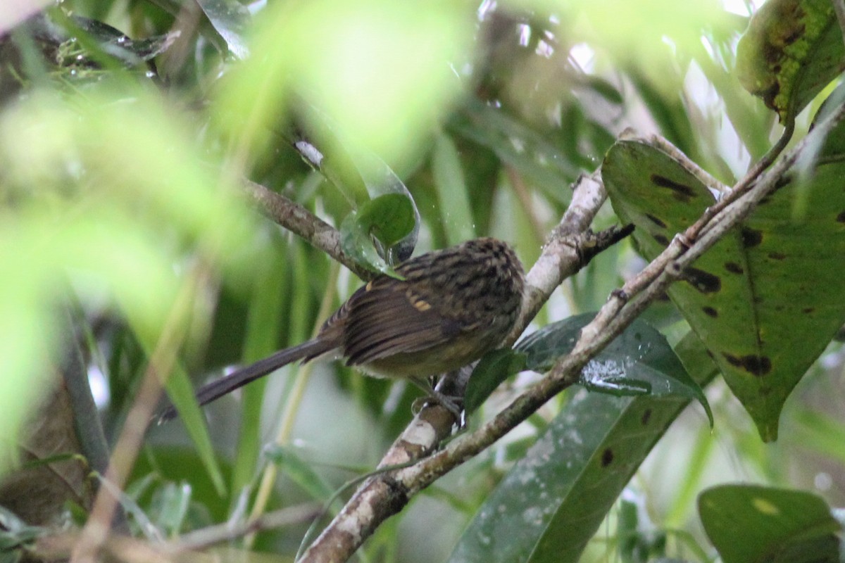 Klages's Antbird - ML520091771