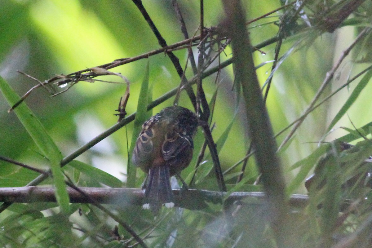 Klages's Antbird - ML520091781