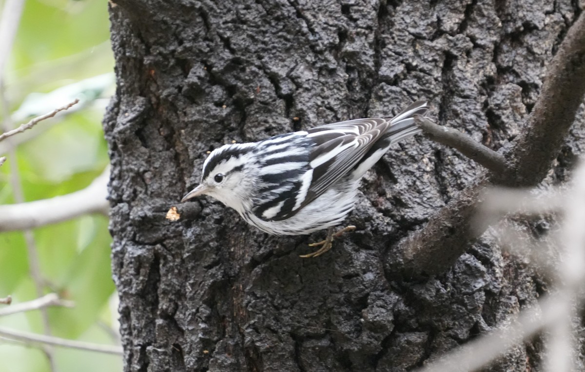 Black-and-white Warbler - ML520092751