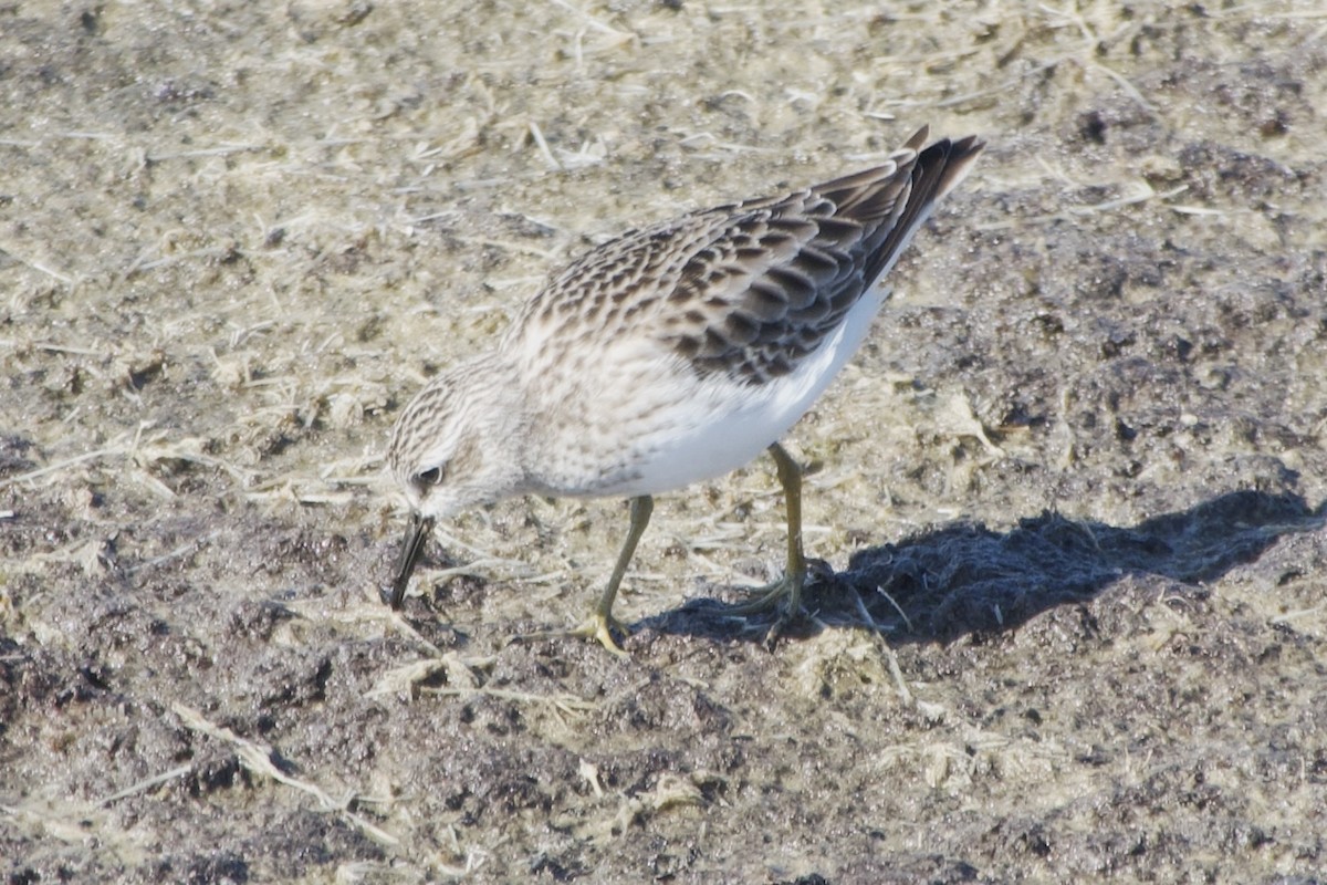 Least Sandpiper - ML520092771