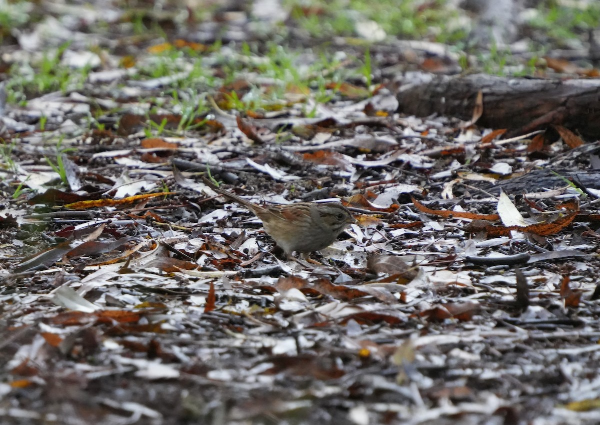 Swamp Sparrow - ML520092871