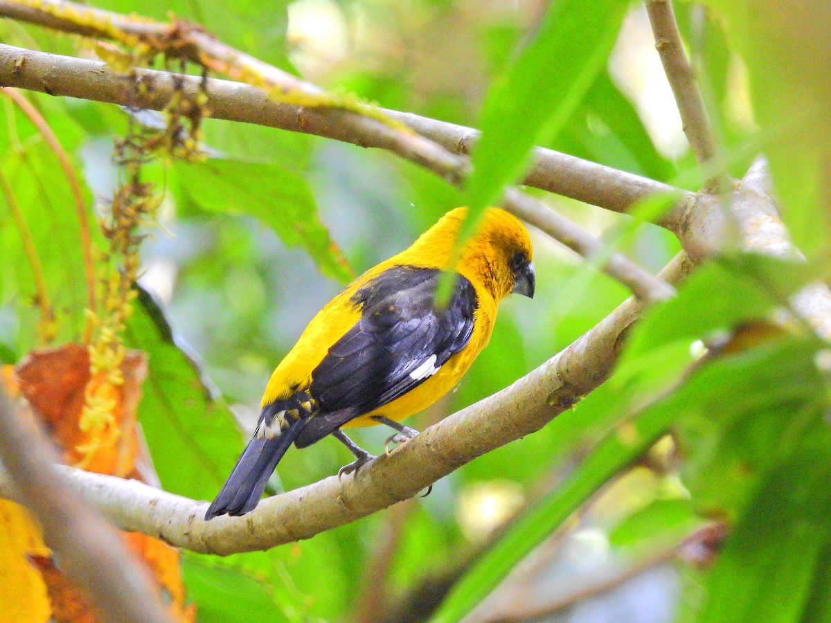 Black-thighed Grosbeak - ML52009371