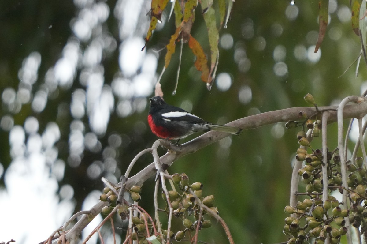 Rotbrust-Waldsänger - ML520093711