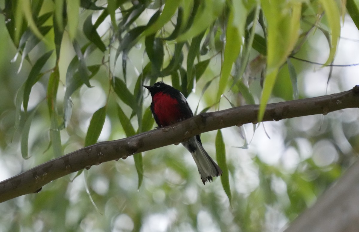 Painted Redstart - ML520093721