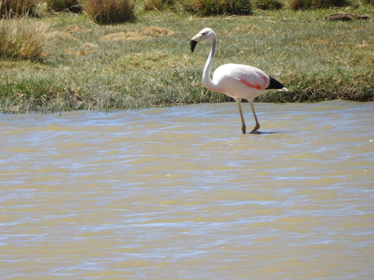 Andean Flamingo - ML520093901
