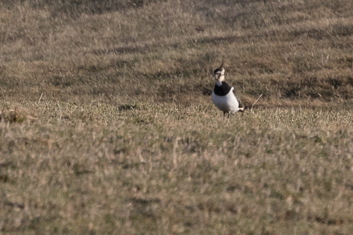 Northern Lapwing - ML520094341