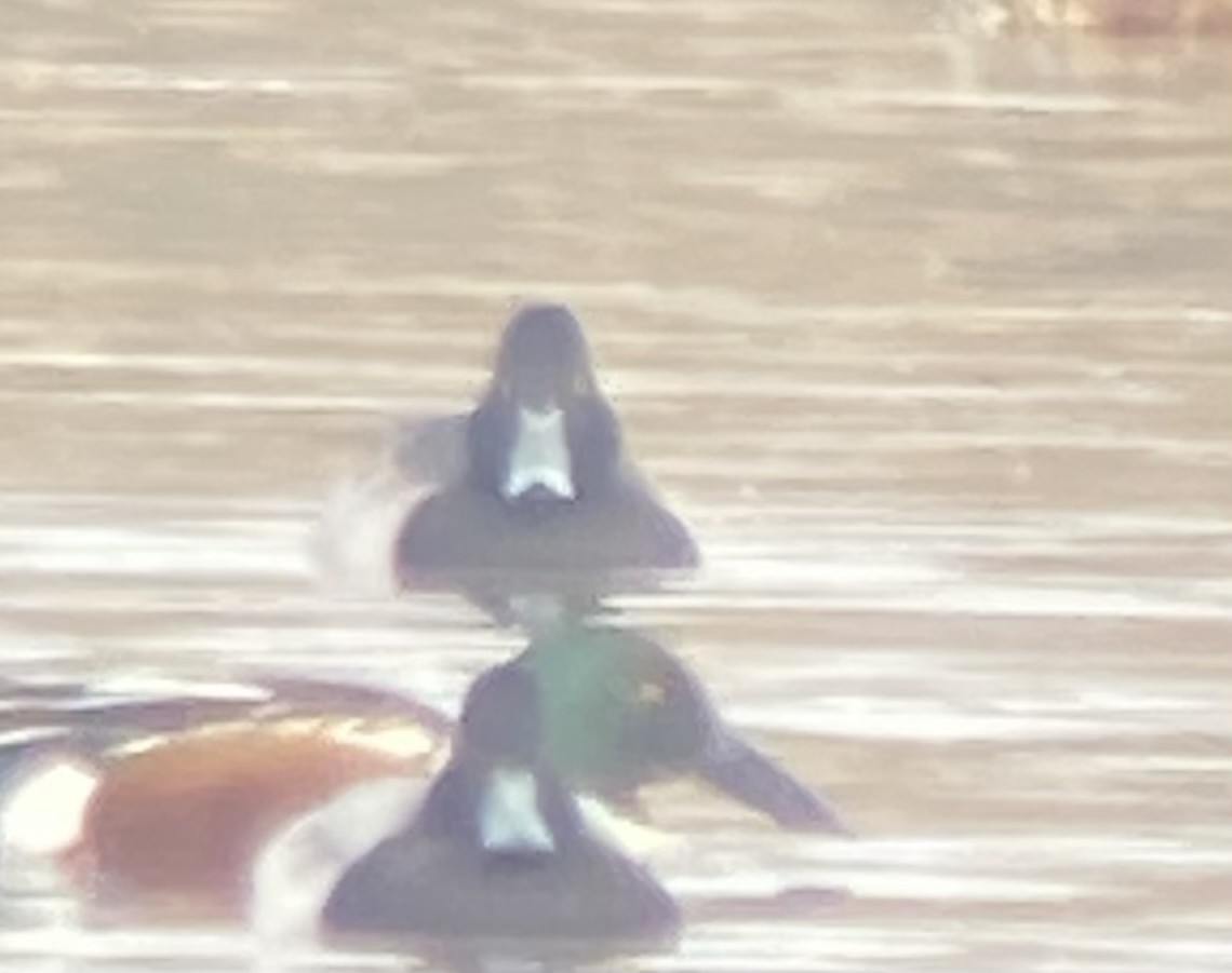 Ring-necked Duck x Lesser Scaup (hybrid) - ML520094751