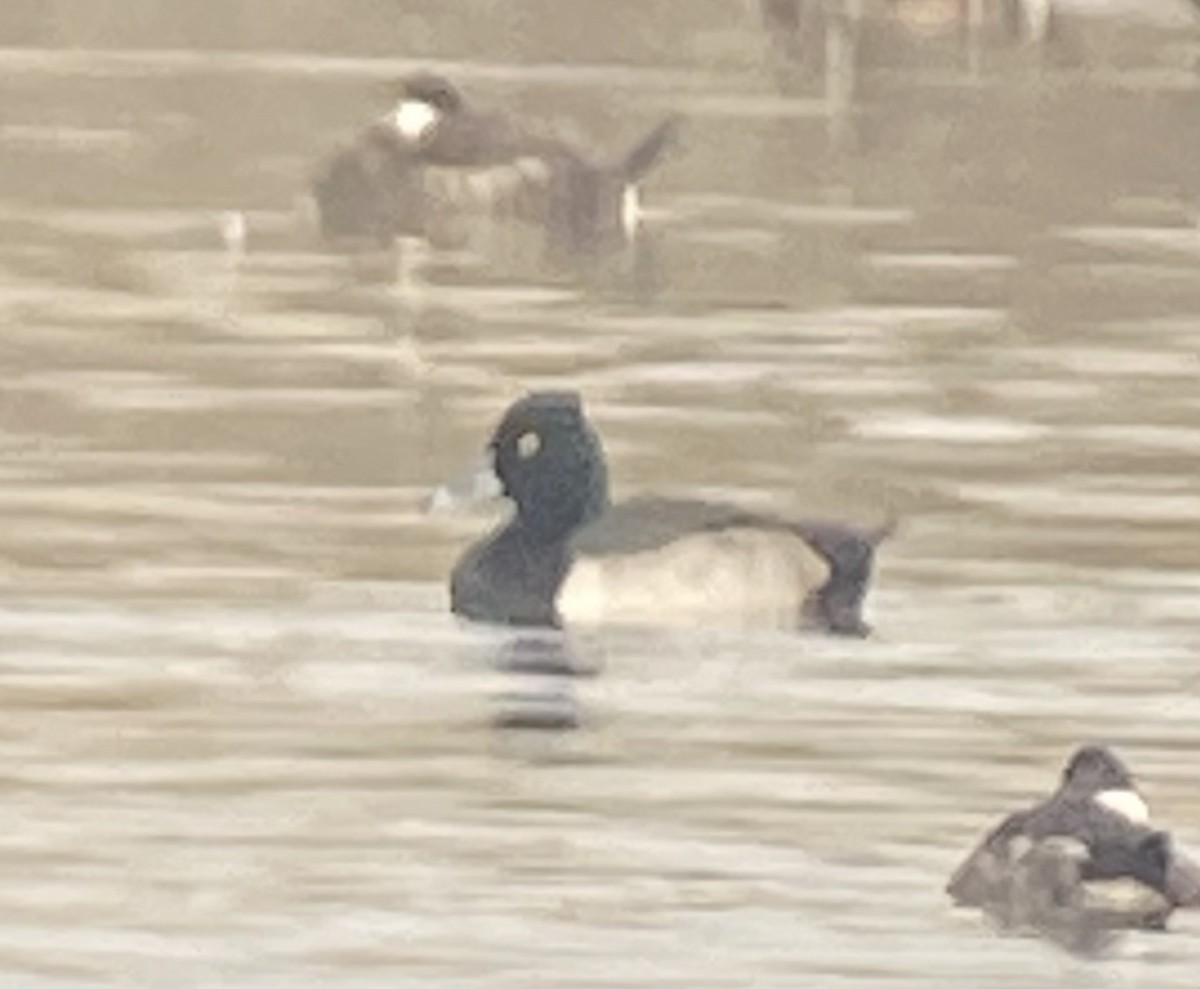 Ring-necked Duck x Lesser Scaup (hybrid) - ML520094771