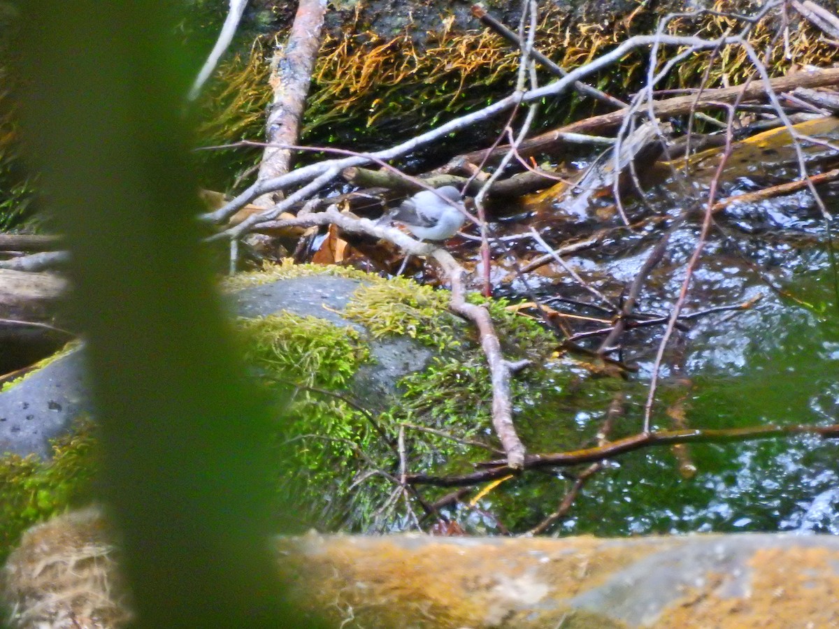 Torrent Tyrannulet - ML52009481