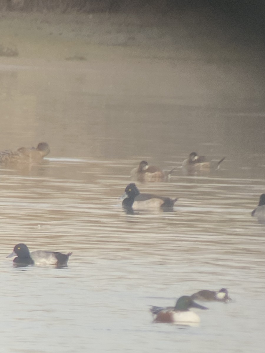 Ring-necked Duck x Lesser Scaup (hybrid) - ML520094811