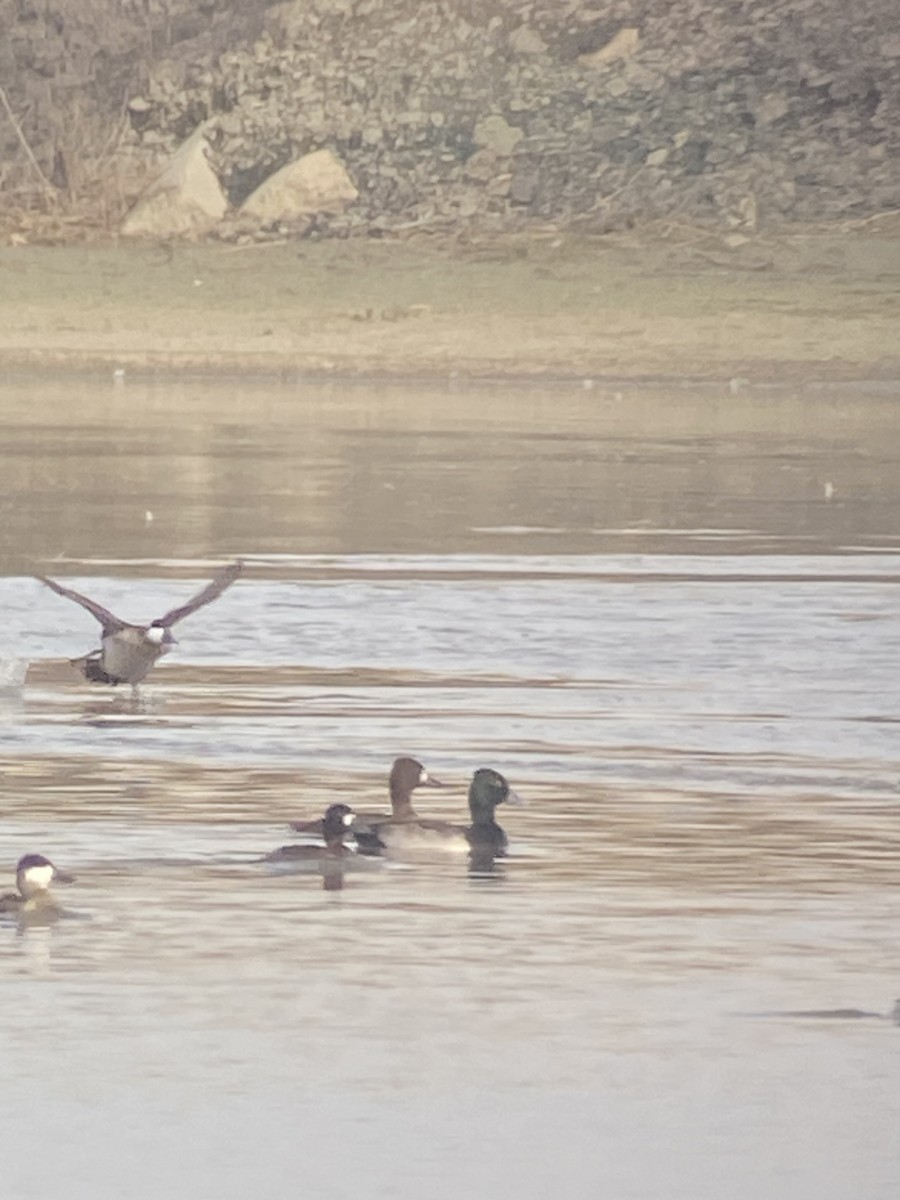 Ring-necked Duck x Lesser Scaup (hybrid) - ML520094831