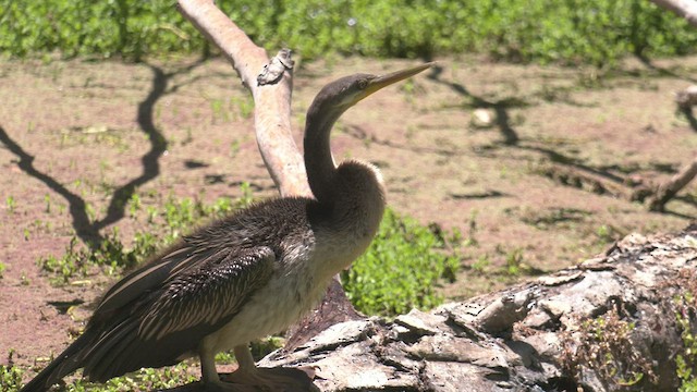 Austral-Schlangenhalsvogel - ML520096541