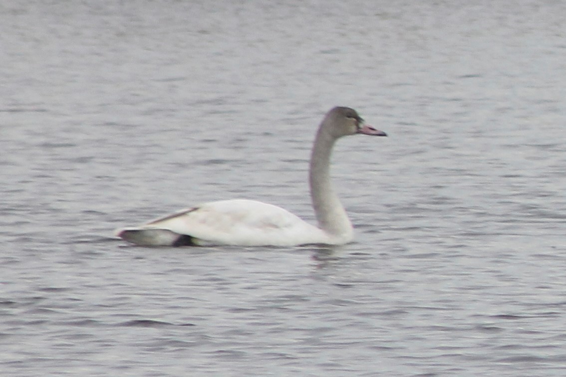 Tundra Swan - ML520097601