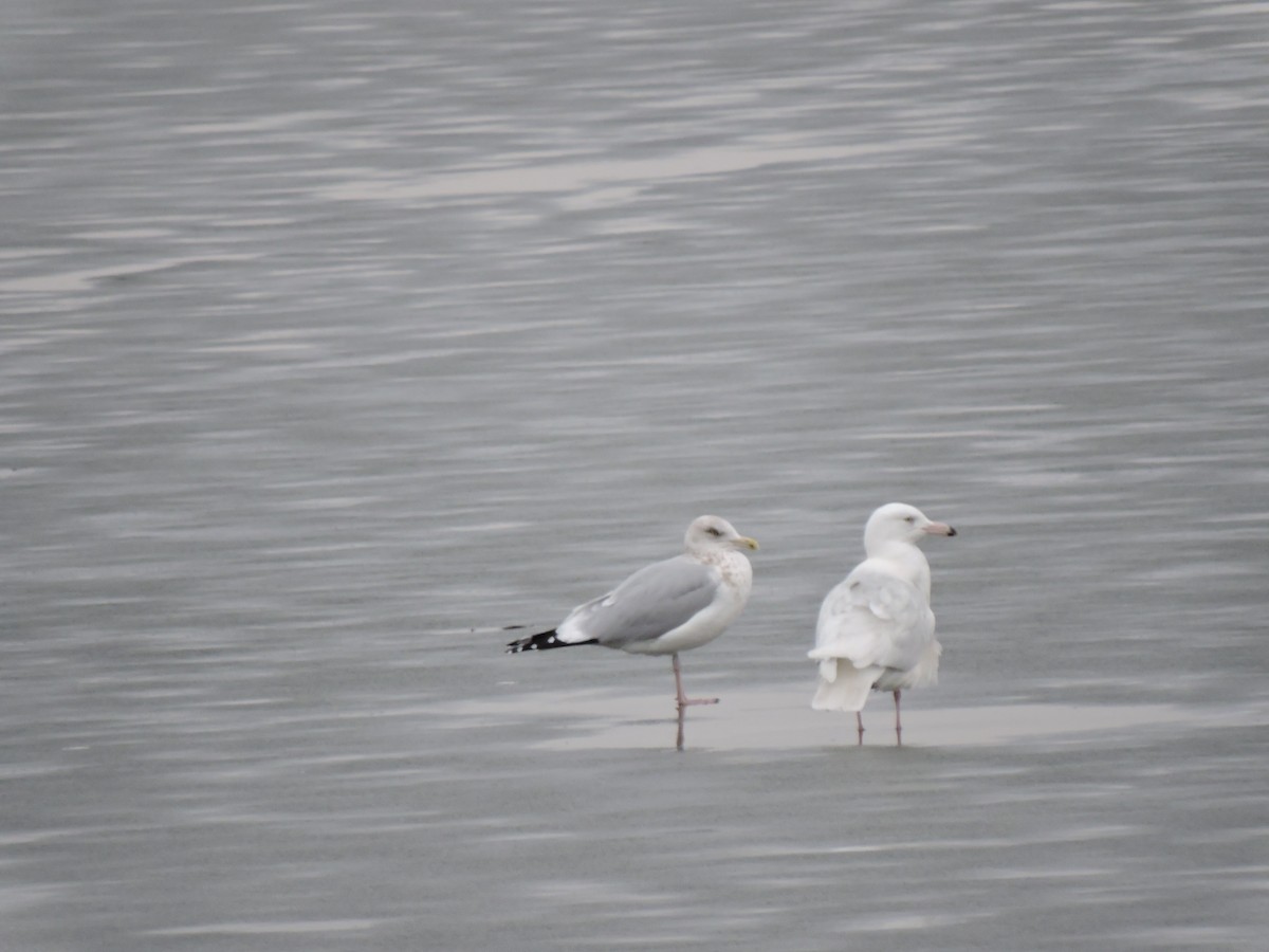 Glaucous Gull - ML520097981