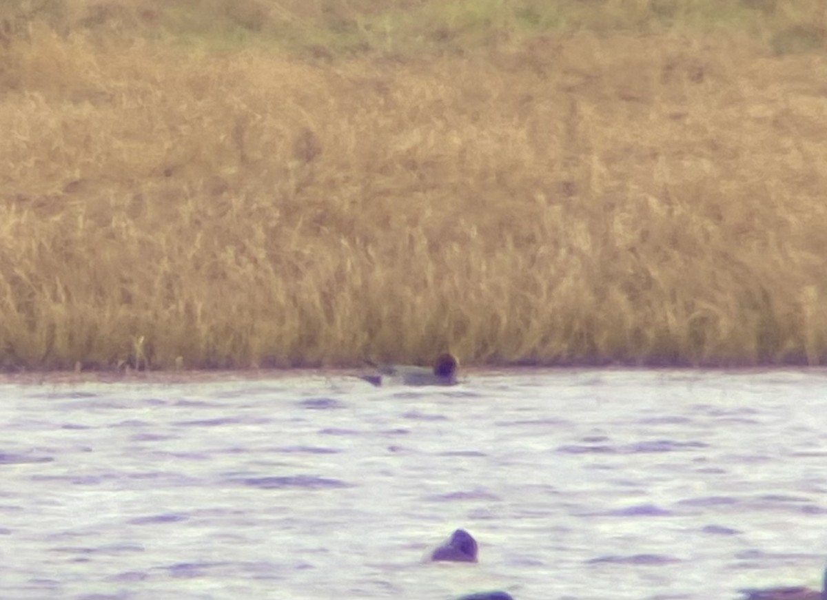 Eurasian Wigeon - ML520098041