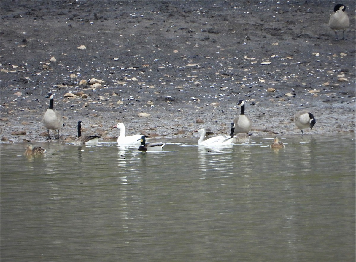 Snow Goose - Lori Shuler