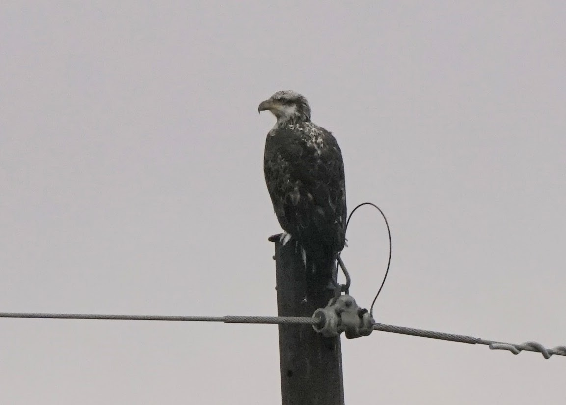 Bald Eagle - ML520098231