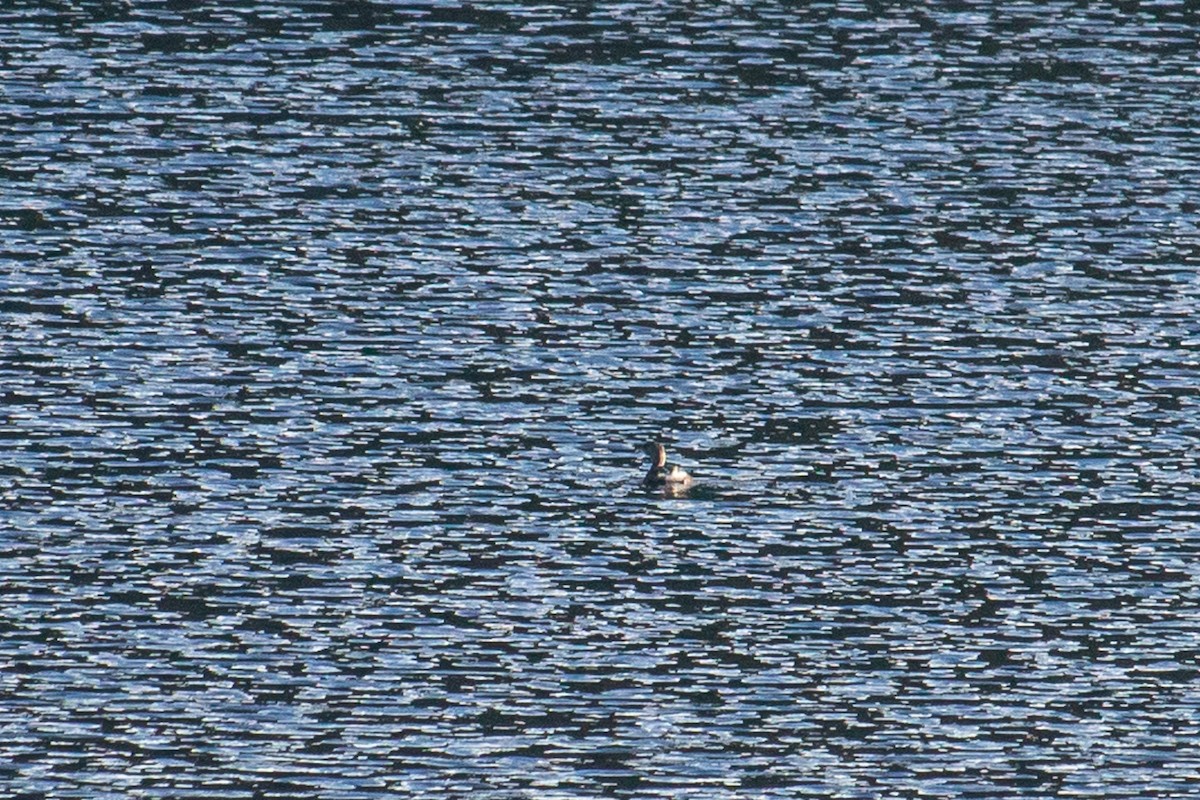 Pied-billed Grebe - ML520098381