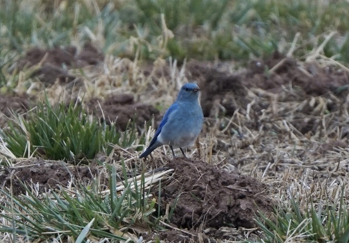 Mountain Bluebird - Julia Black