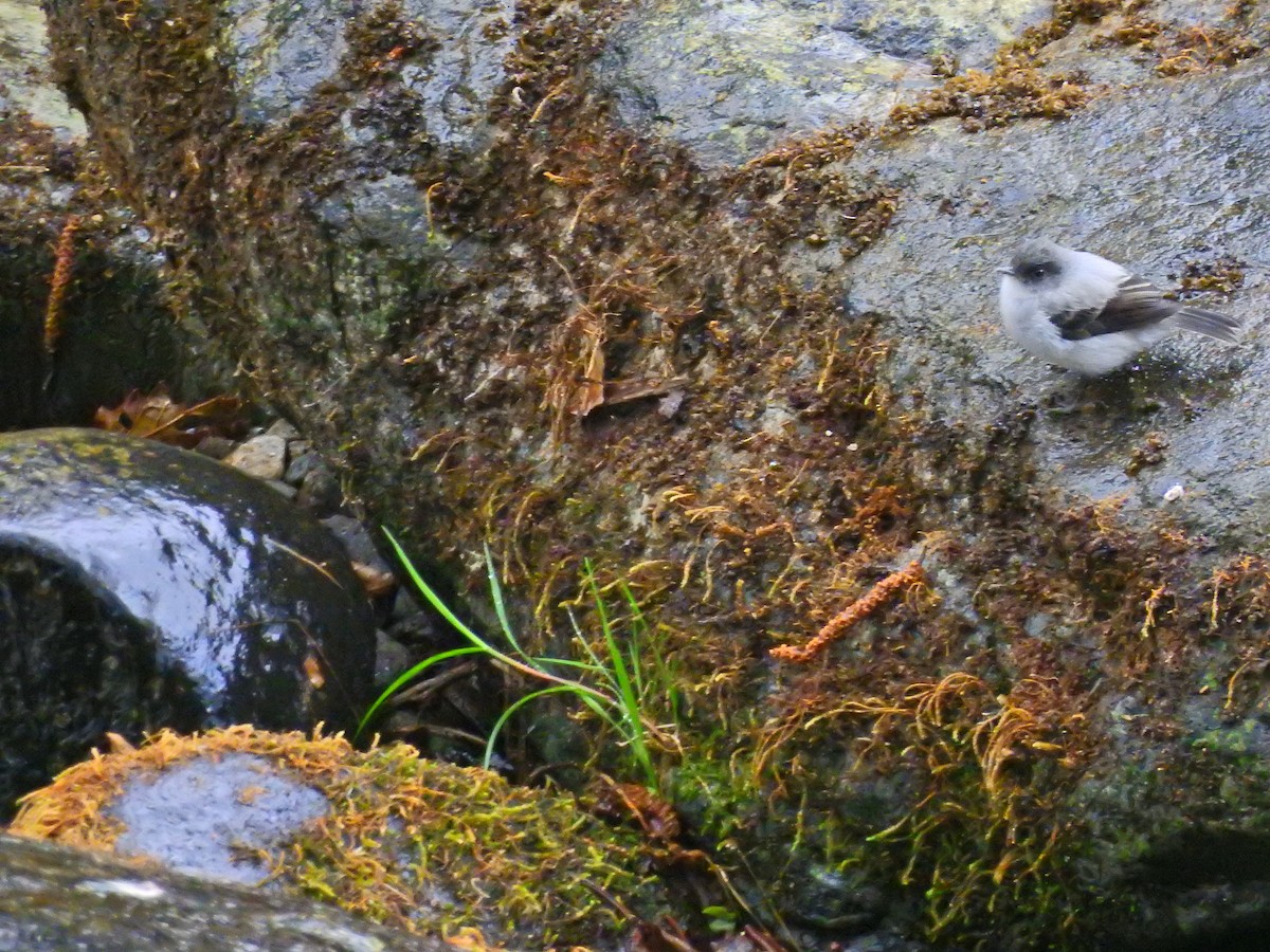 Torrent Tyrannulet - ML52009861