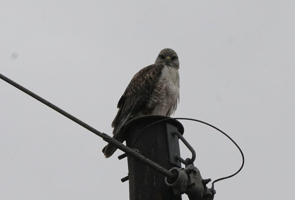 Ferruginous Hawk - ML520098681