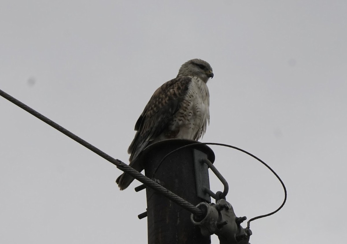 Ferruginous Hawk - ML520098691