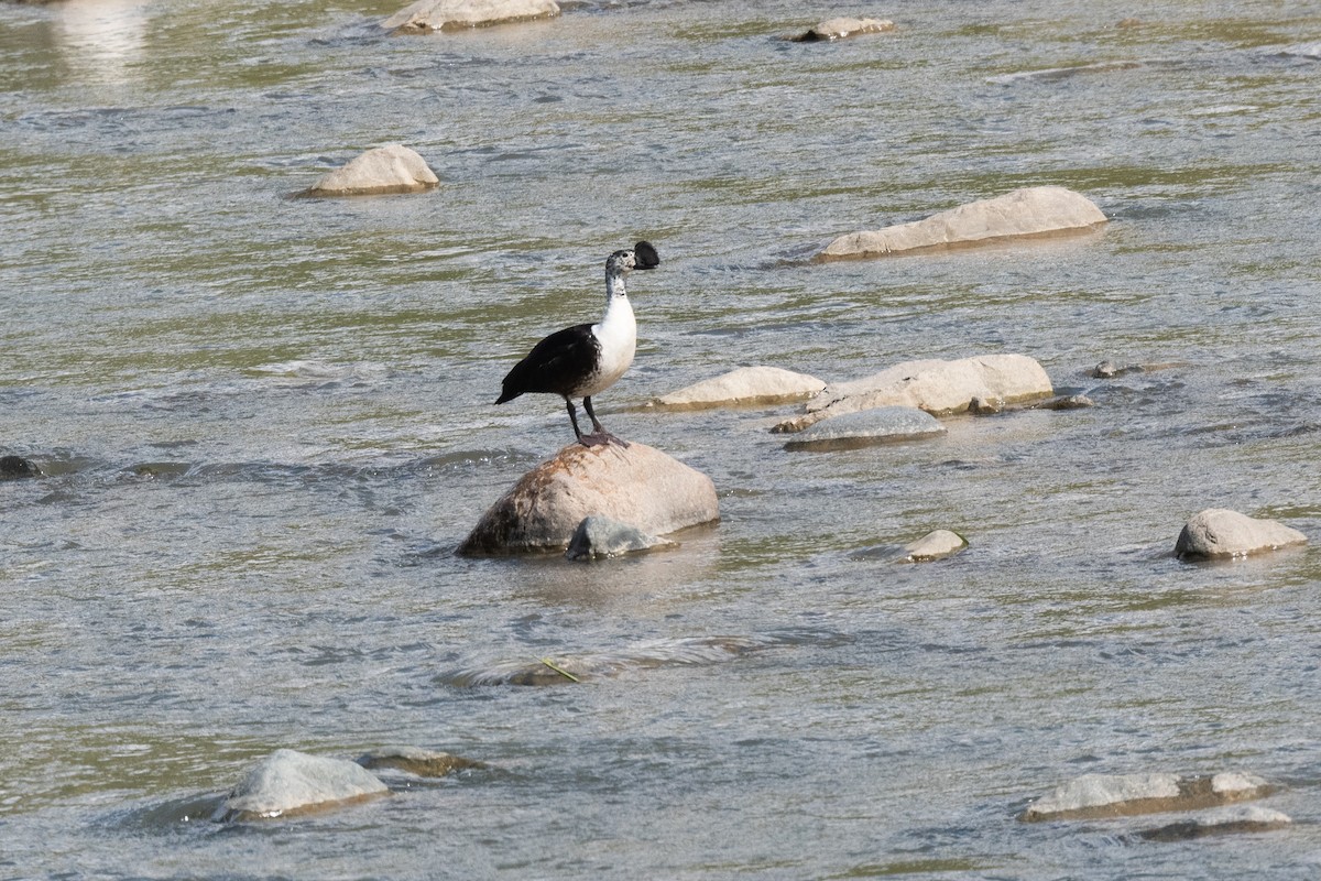 Comb Duck - ML520098761