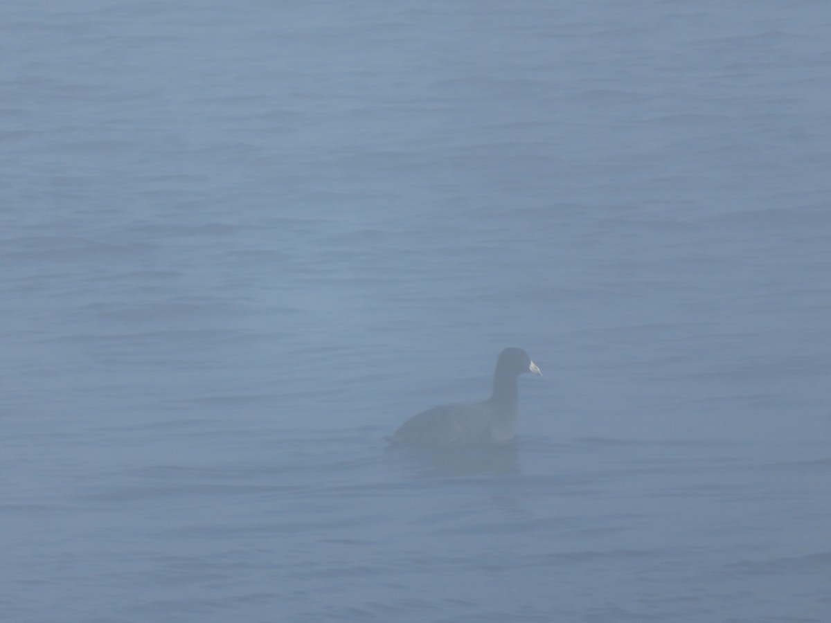 American Coot - ML520099071