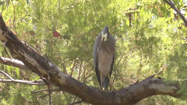 White-faced Heron - ML520100291