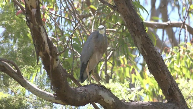 White-faced Heron - ML520100351