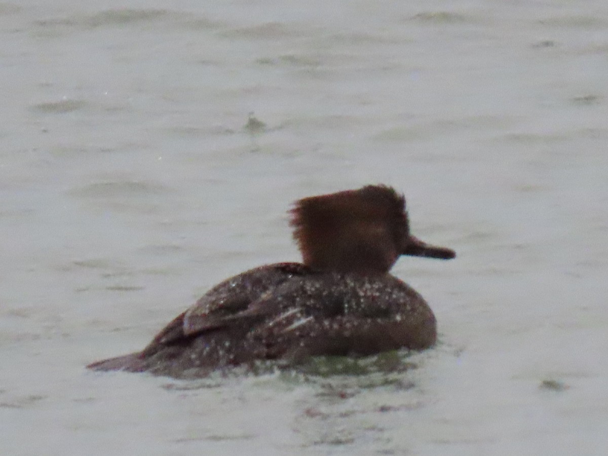 Hooded Merganser - ML520100391