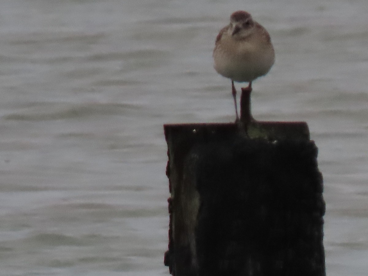 Black-bellied Plover - ML520100421