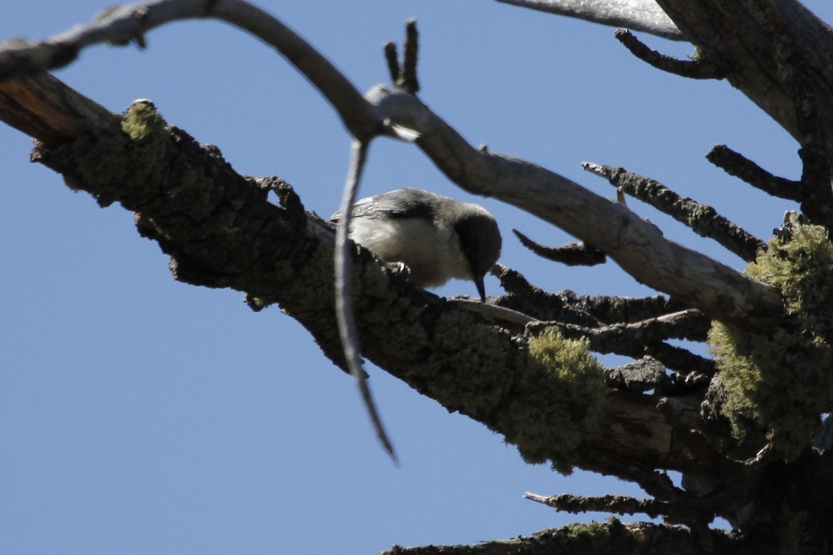 Pygmy Nuthatch - ML520101191