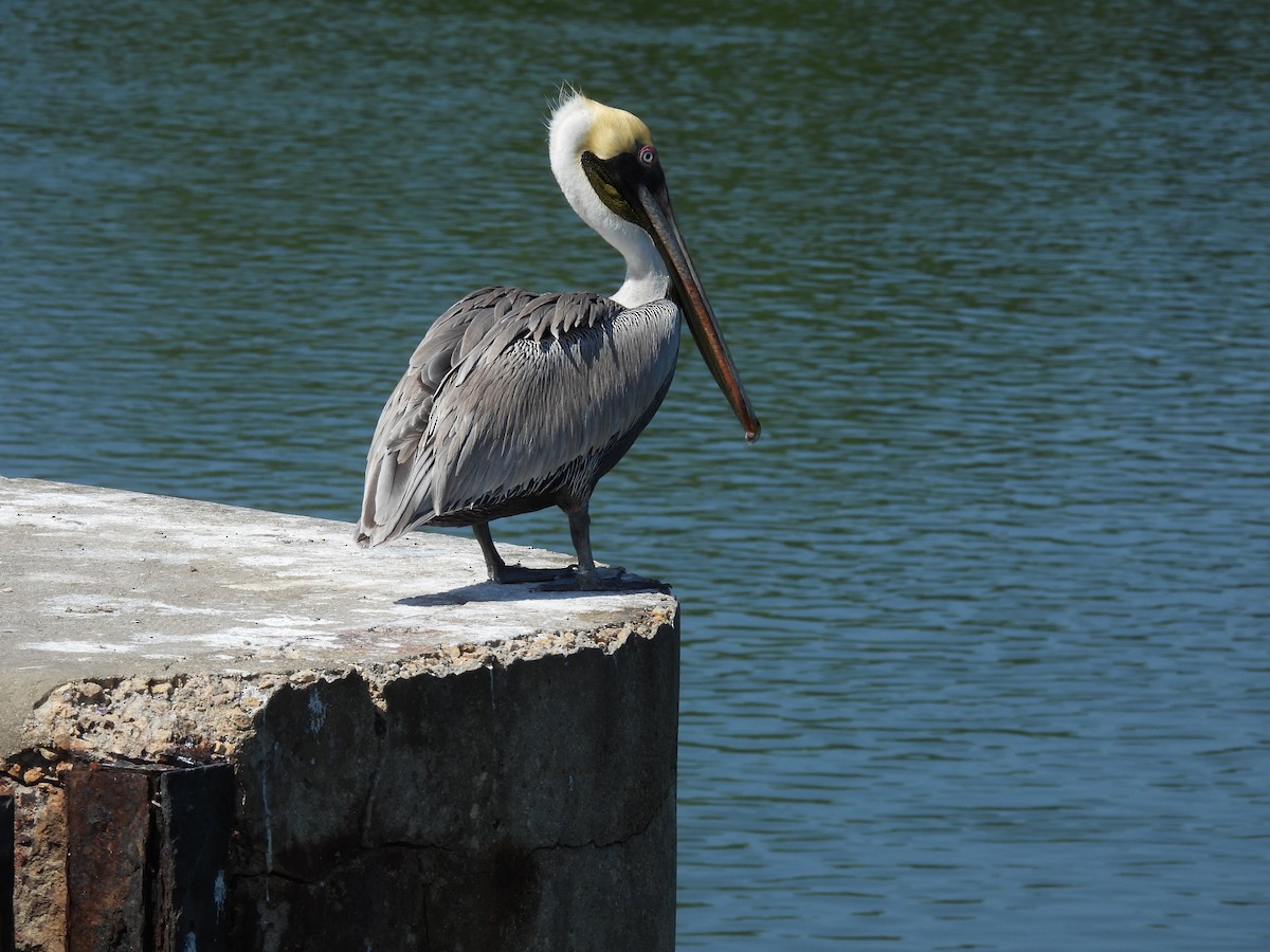 Brown Pelican - Jorge Alcalá