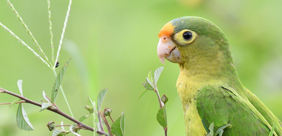 Orange-fronted Parakeet - ML520101731