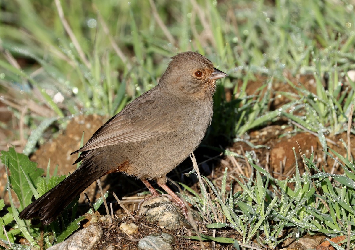 California Towhee - ML520102041