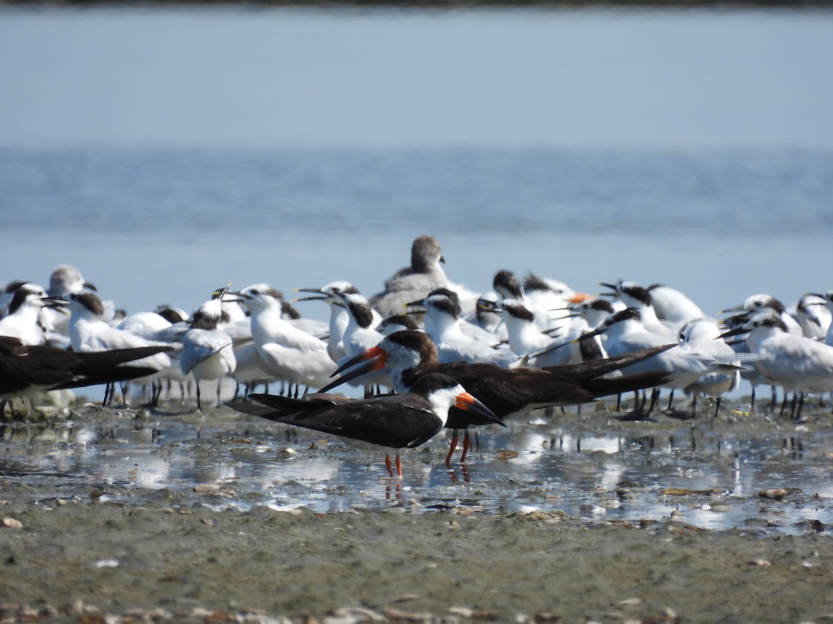 Black Skimmer - ML520102541