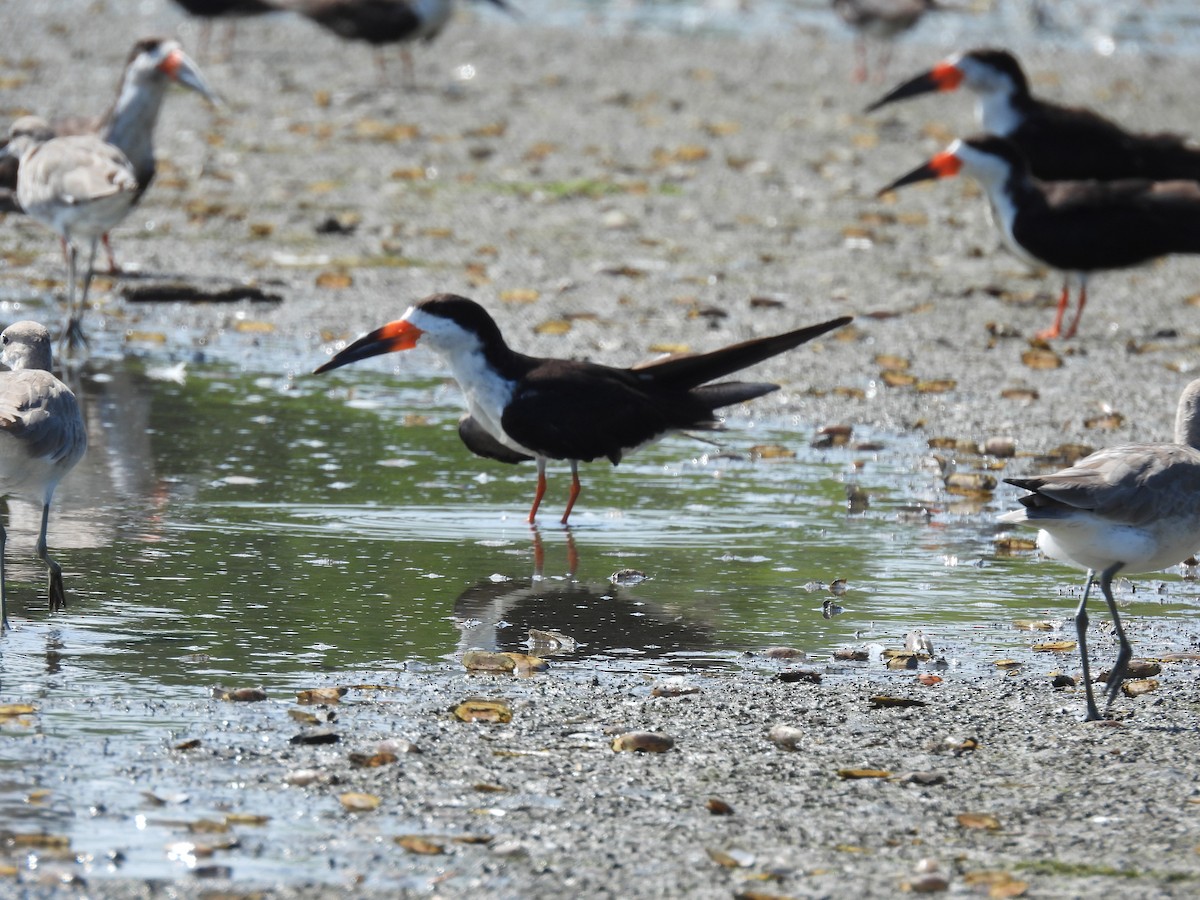 Black Skimmer - ML520102561