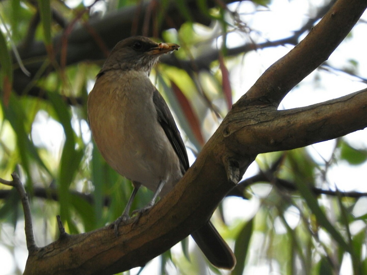 Creamy-bellied Thrush - Enrique Chiurla