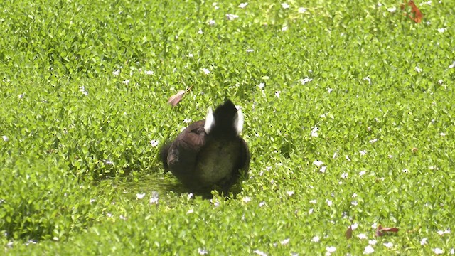 Dusky Moorhen - ML520103391