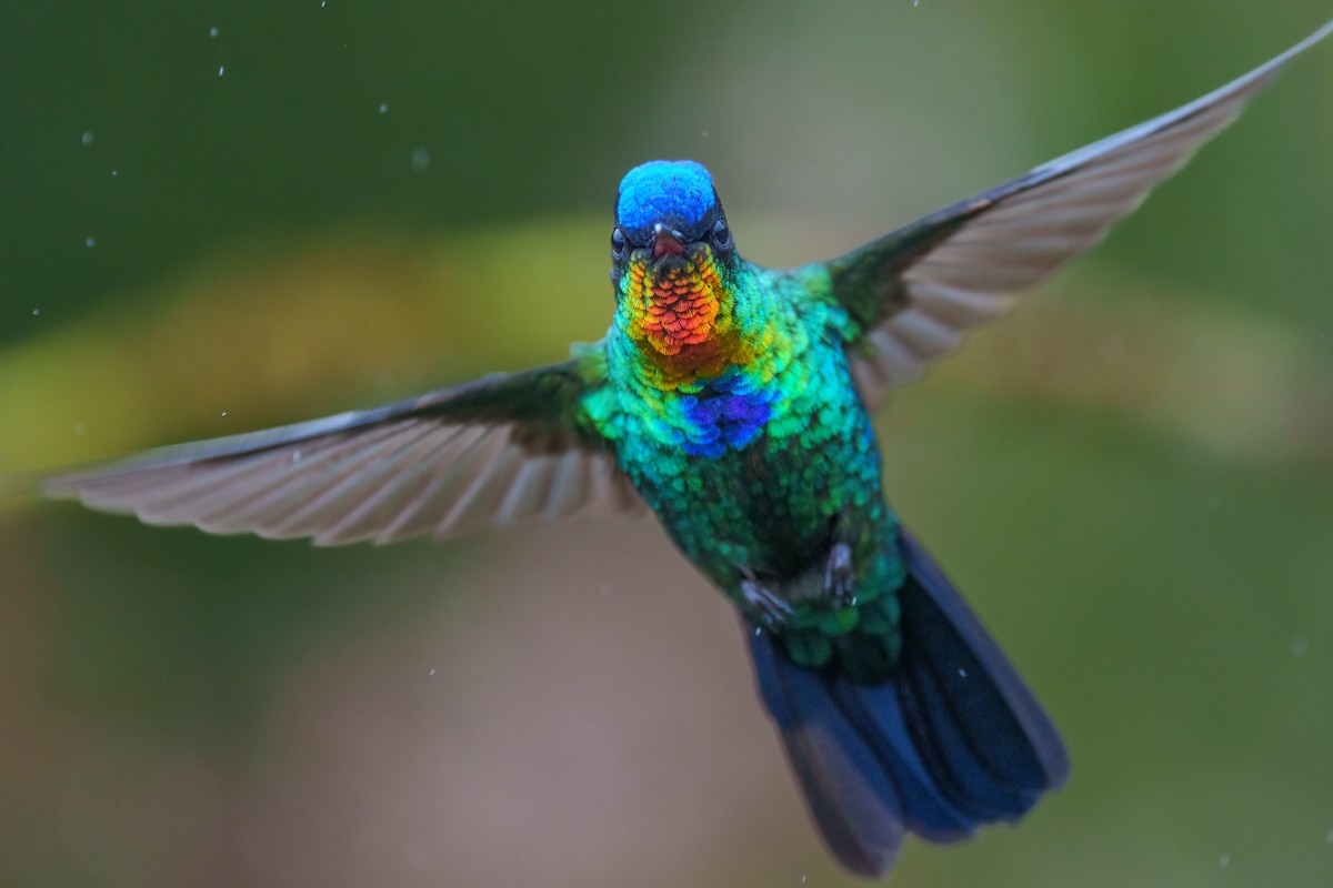 Fiery-throated Hummingbird - Jeff Hapeman