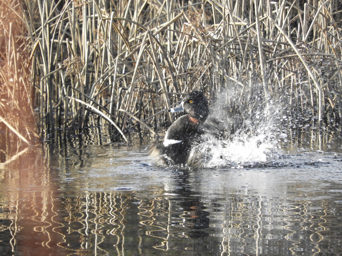 Ring-necked Duck - Cherie St.Ours