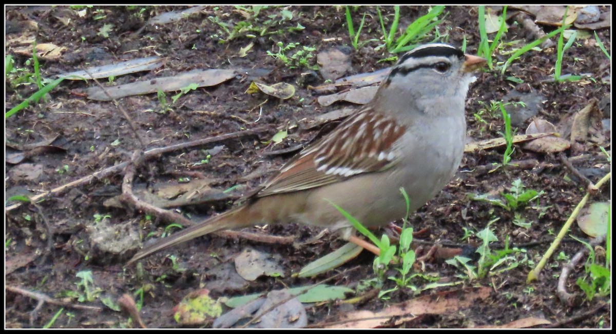 White-crowned Sparrow - ML520105501