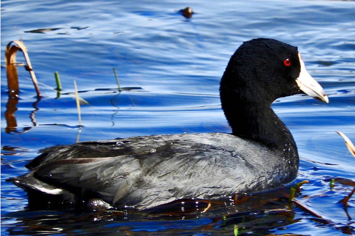 American Coot - Georgia Gerrior