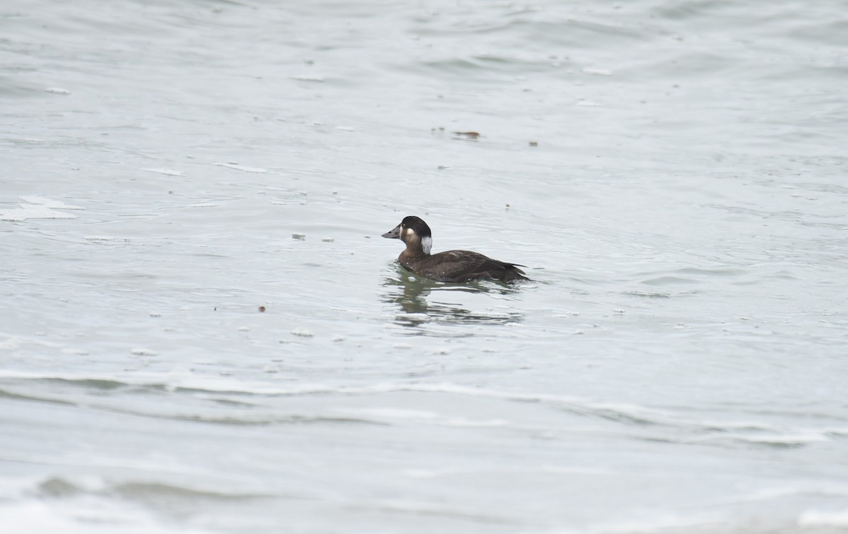 Surf Scoter - ML520106311