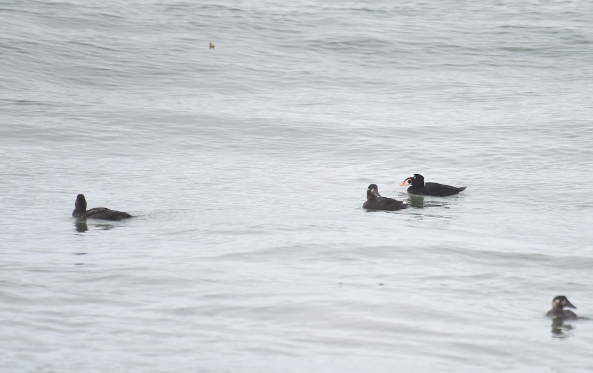 Surf Scoter - ML520106321