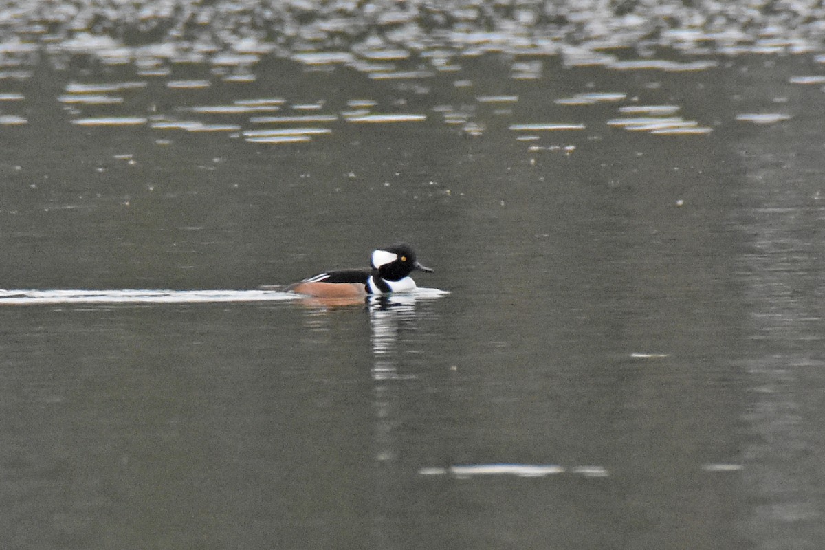 Hooded Merganser - ML520107121