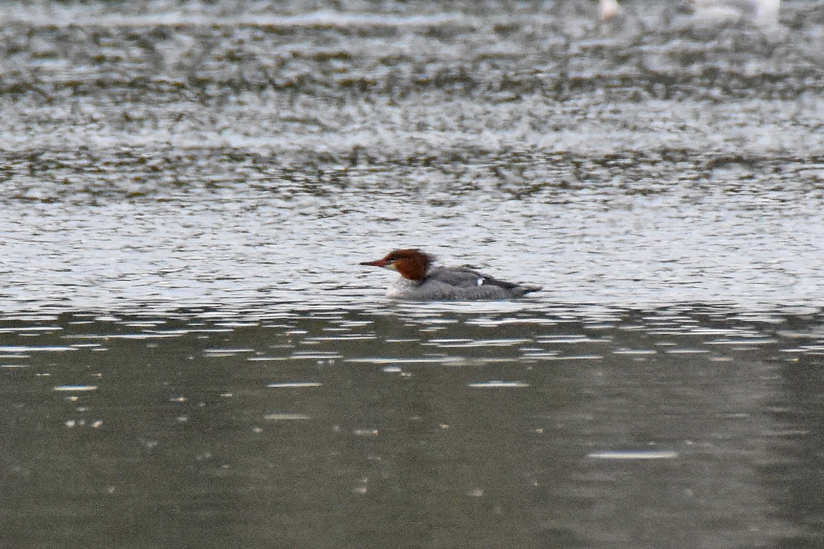 Common Merganser - ML520107361