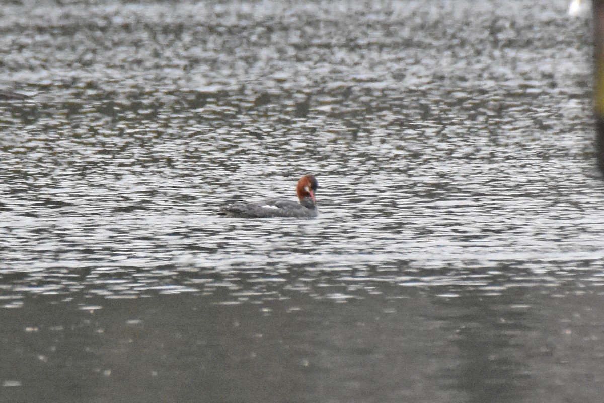 Common Merganser - ML520107451