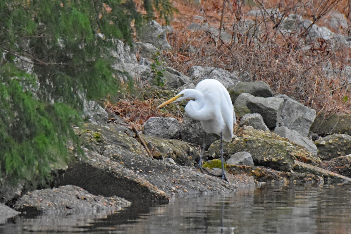 Great Egret - ML520107591